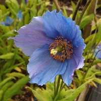 Meconopsis 'Crewdson Hybrid'